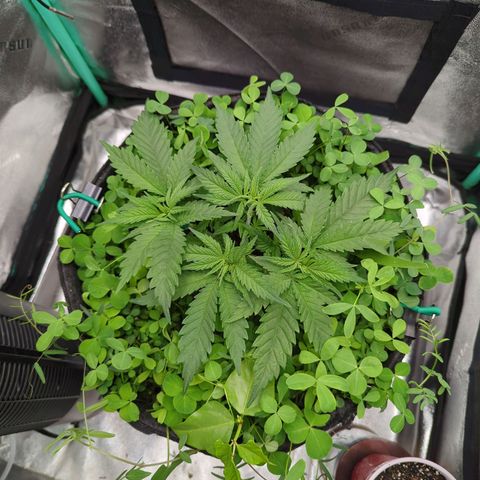Tangerine Dream growlog timeline photo