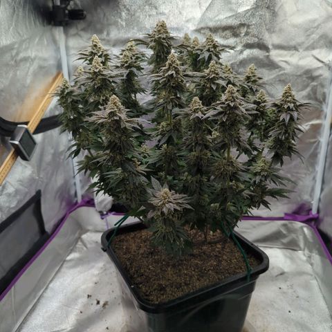 Mandarin Cookies R1 V2 growlog timeline photo