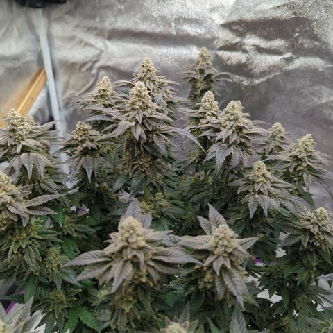 Mandarin Cookies R1 V2 growlog timeline photo