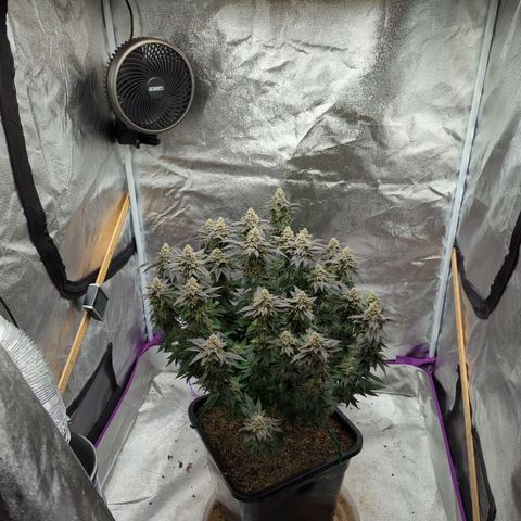 Mandarin Cookies R1 V2 growlog timeline photo