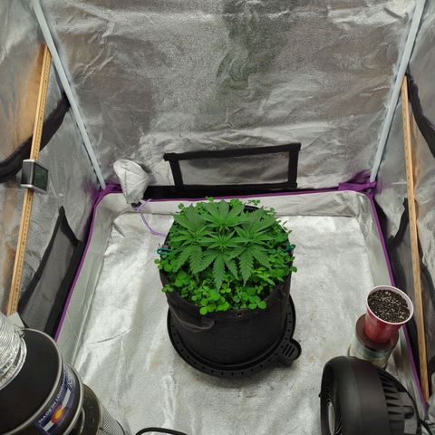 Tangerine Dream growlog timeline photo