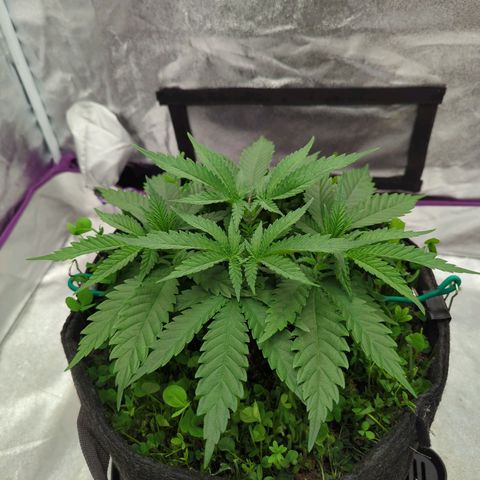 Tangerine Dream growlog timeline photo