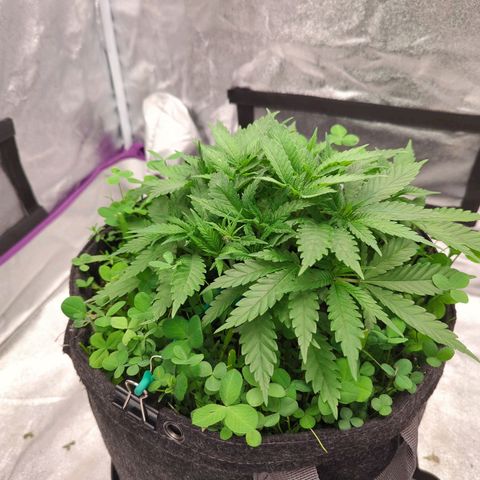 Tangerine Dream growlog timeline photo