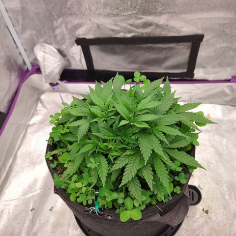 Tangerine Dream growlog timeline photo