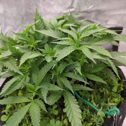 Tangerine Dream growlog timeline photo