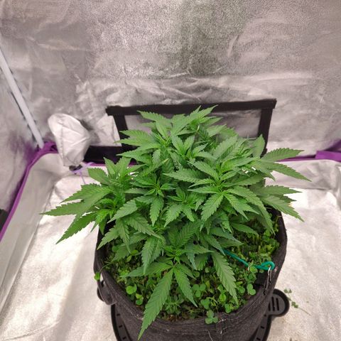 Tangerine Dream growlog timeline photo