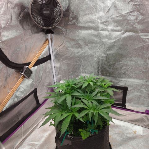 Tangerine Dream growlog timeline photo