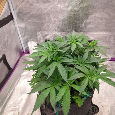 Tangerine Dream growlog timeline photo