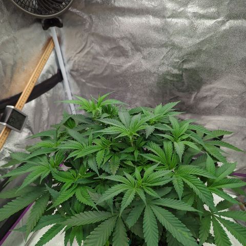 Tangerine Dream growlog timeline photo