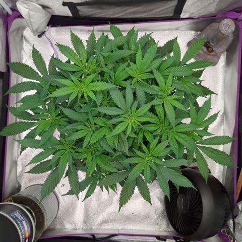 Tangerine Dream growlog timeline photo