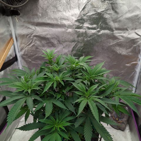 Tangerine Dream growlog timeline photo