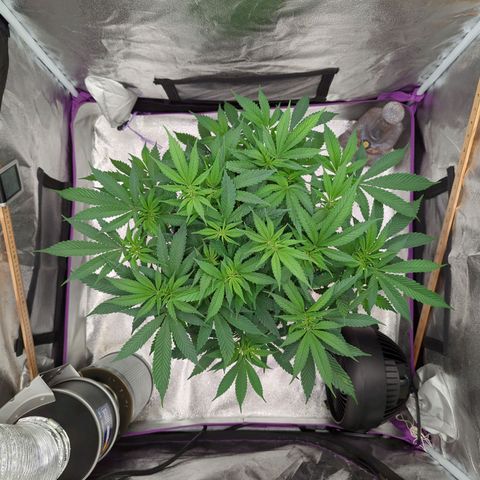 Tangerine Dream growlog timeline photo