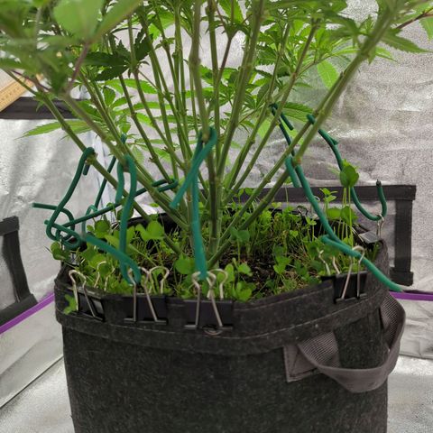 Tangerine Dream growlog timeline photo