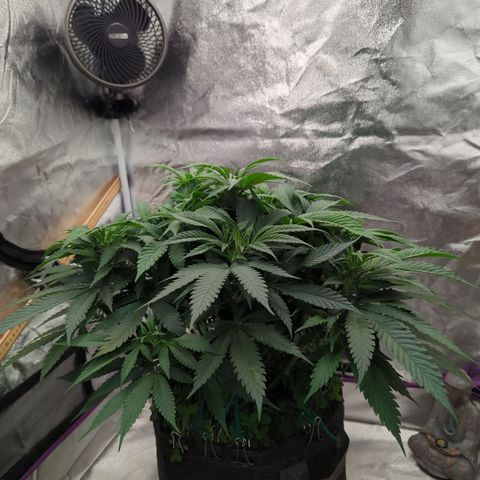 Tangerine Dream growlog timeline photo