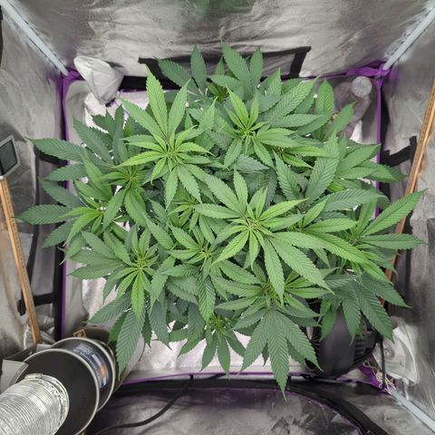 Tangerine Dream growlog timeline photo