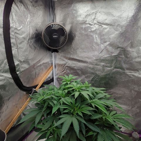 Tangerine Dream growlog timeline photo