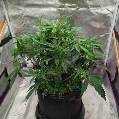 Tangerine Dream growlog photo: Send it