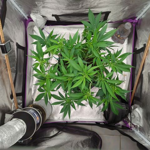 Tangerine Dream growlog photo: Send it