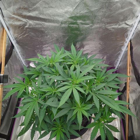 Tangerine Dream growlog timeline photo
