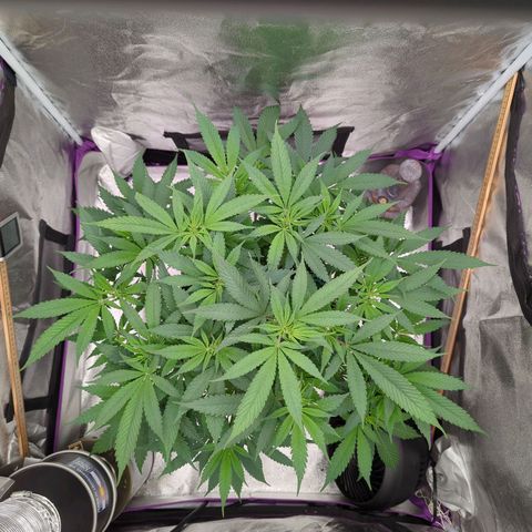 Tangerine Dream growlog timeline photo