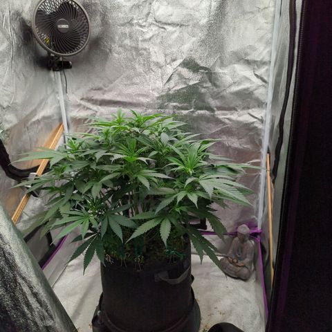 Tangerine Dream growlog timeline photo