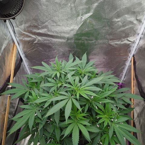 Tangerine Dream growlog timeline photo
