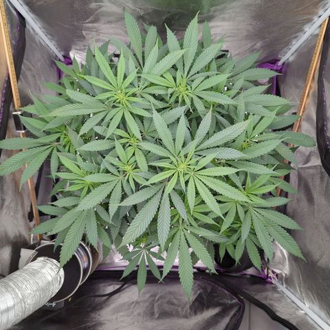 Tangerine Dream growlog timeline photo