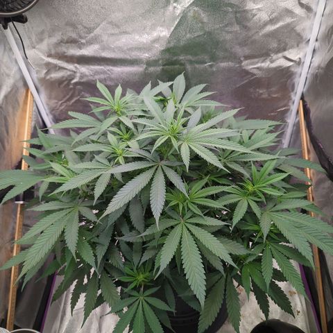 Tangerine Dream growlog timeline photo