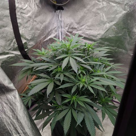 Tangerine Dream growlog timeline photo