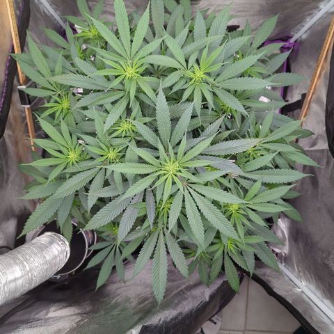 Tangerine Dream growlog timeline photo