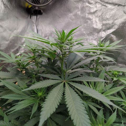 Tangerine Dream growlog timeline photo