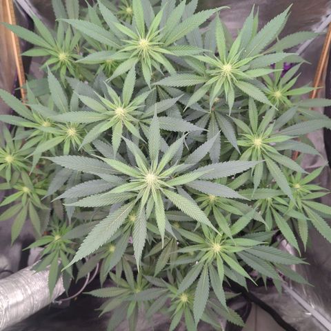 Tangerine Dream growlog timeline photo