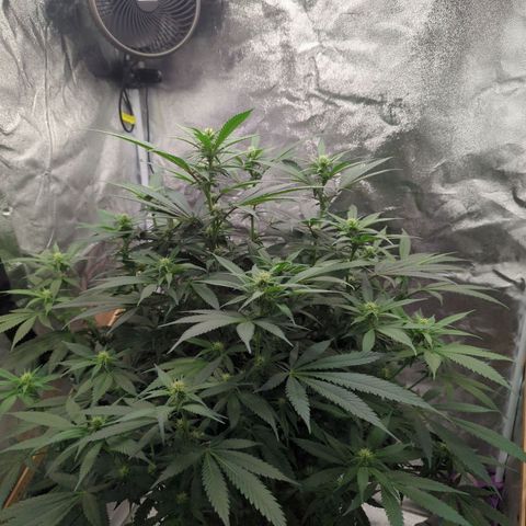 Tangerine Dream growlog timeline photo
