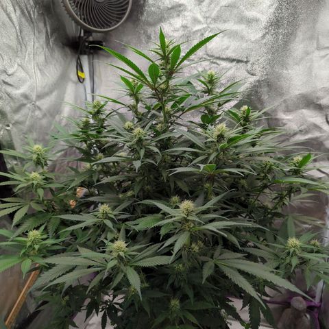 Tangerine Dream growlog timeline photo