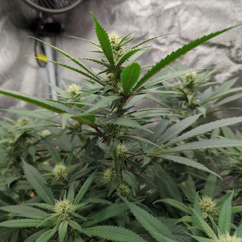 Tangerine Dream growlog timeline photo