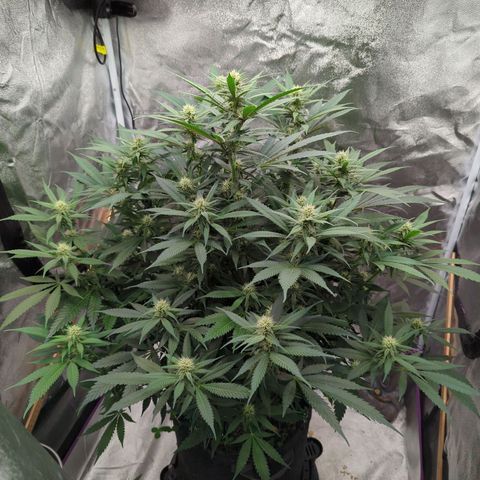 Tangerine Dream growlog timeline photo