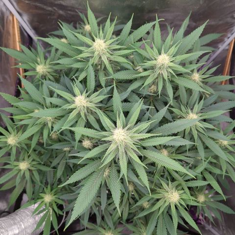 Tangerine Dream growlog timeline photo