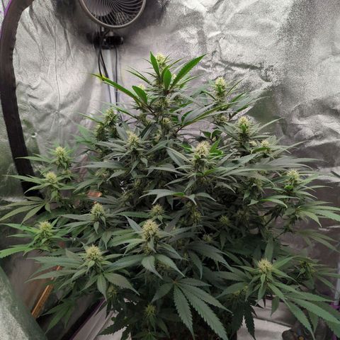 Tangerine Dream growlog timeline photo
