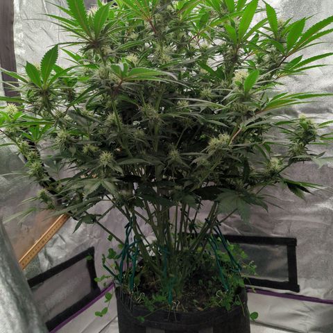 Tangerine Dream growlog timeline photo