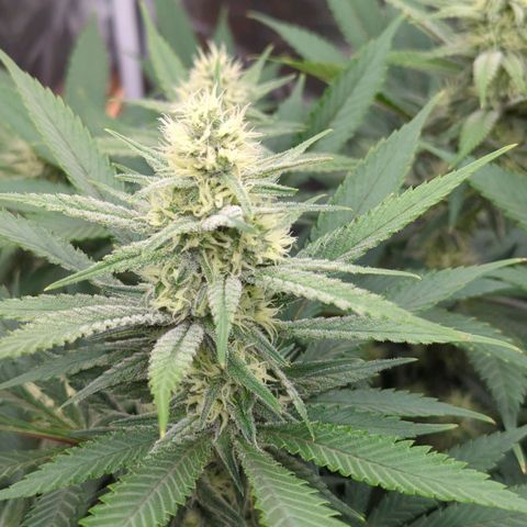 Tangerine Dream growlog timeline photo