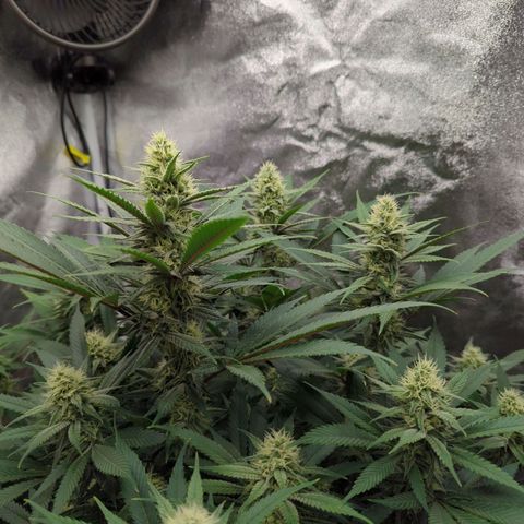 Tangerine Dream growlog timeline photo