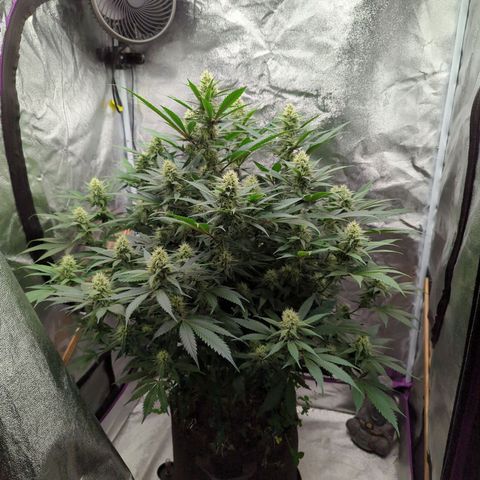 Tangerine Dream growlog timeline photo