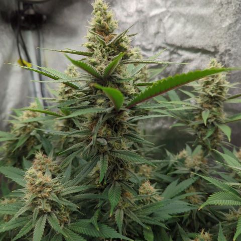 Tangerine Dream growlog timeline photo