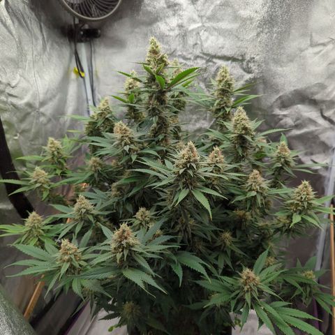 Tangerine Dream growlog timeline photo
