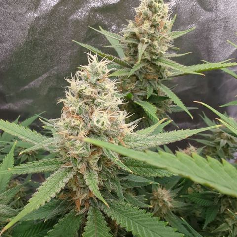 Tangerine Dream growlog timeline photo