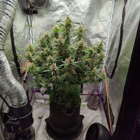 Tangerine Dream growlog timeline photo