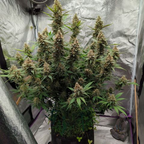 Tangerine Dream growlog timeline photo