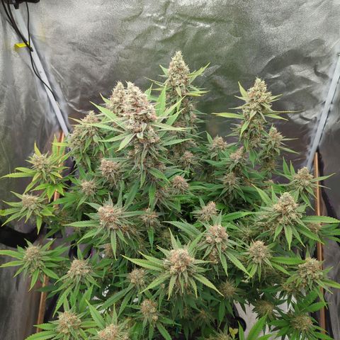Tangerine Dream growlog timeline photo