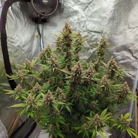 Tangerine Dream growlog timeline photo