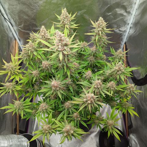 Tangerine Dream growlog timeline photo